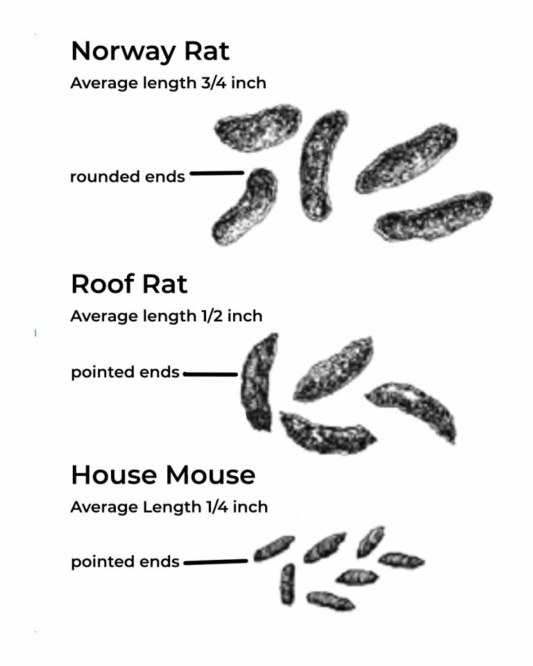 Rodent Droppings Identification Chart