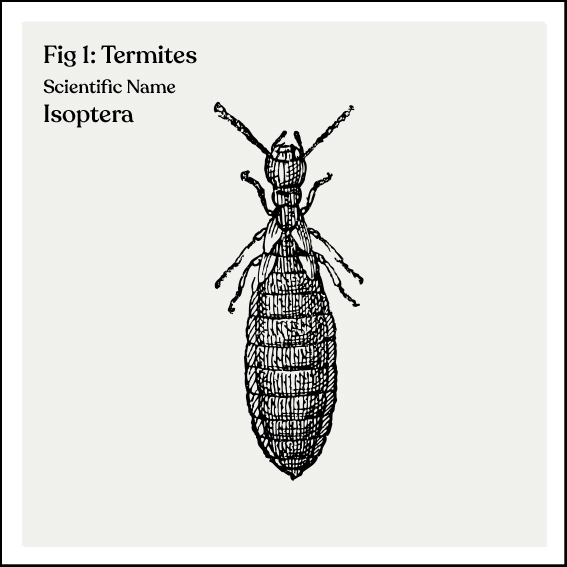 termite-illustration